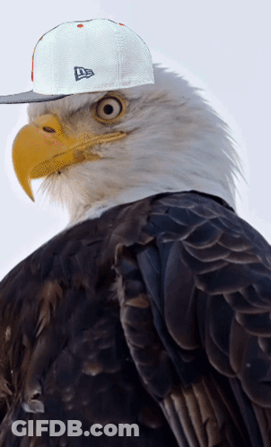 Bald Eagle Wearing New Era Hat GIF