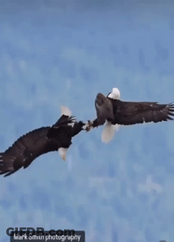 Bald Eagle Wings Outstretched In Water GIF
