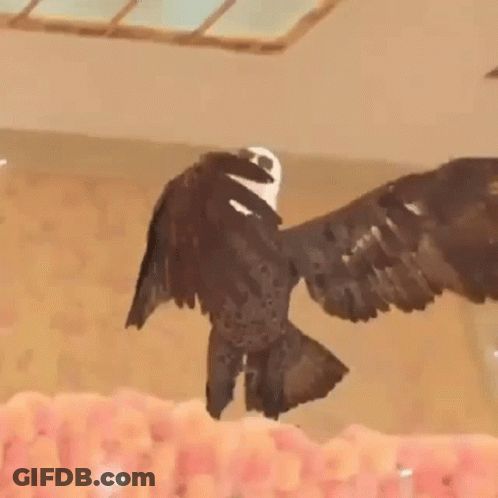 Bald Eagle Wings Outstretched On Flowers GIF