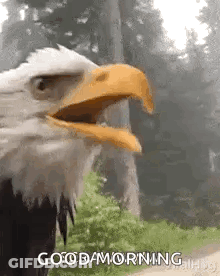 Bald Eagle With Beak Open In Woods GIF