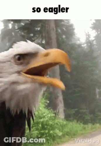 Bald Eagle With Beak Wide Open GIF
