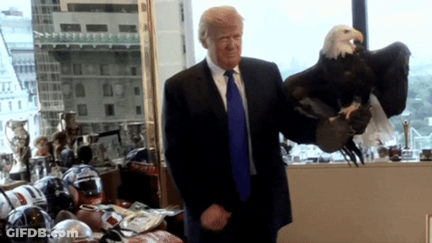Bald Eagle With Donald Trump GIF