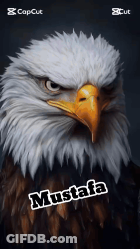 Bald Eagle With Mustafa GIF