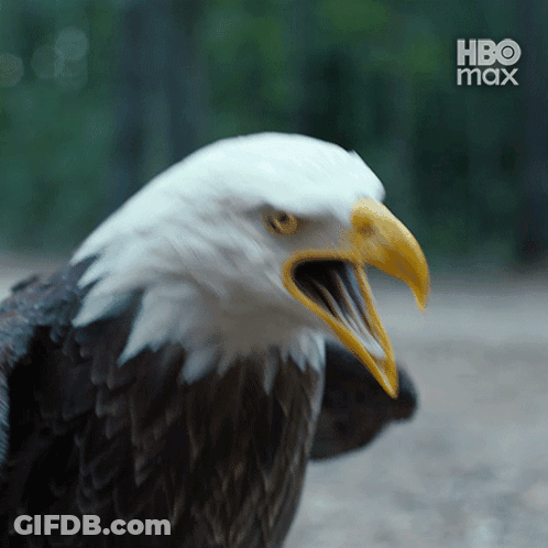 Bald Eagle With Open Beak HBO Max GIF