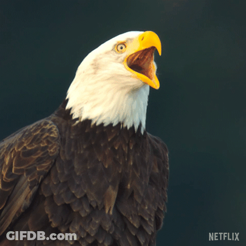 Bald Eagle With Open Beak GIF