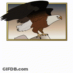 Bald Eagle With Wings Outstretched GIF