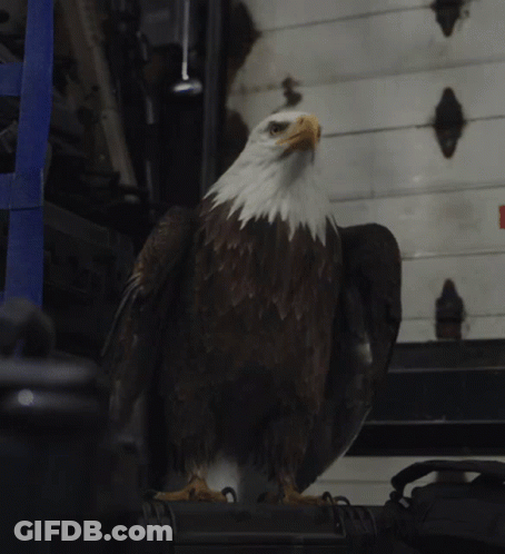 Bald Eagle With Wings Outstretched GIF