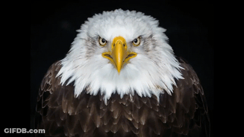 Bald Eagle With Yellow Beak GIF