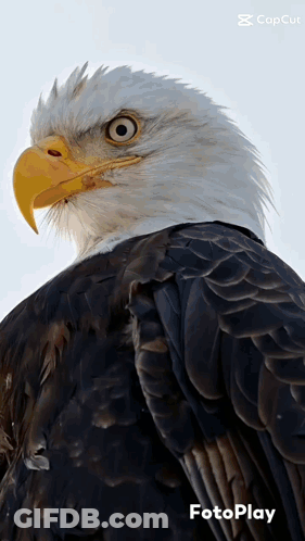Bald Eagle With Yellow Beak And Fotoplay GIF