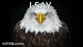 Bald Eagle With Yellow Beak Saying I Say Above GIF
