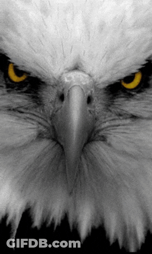 Bald Eagle Yellowish Eyes GIF