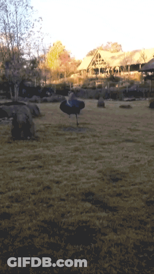 Ballerina Inspired Ostrich Perfected Its Spin GIF