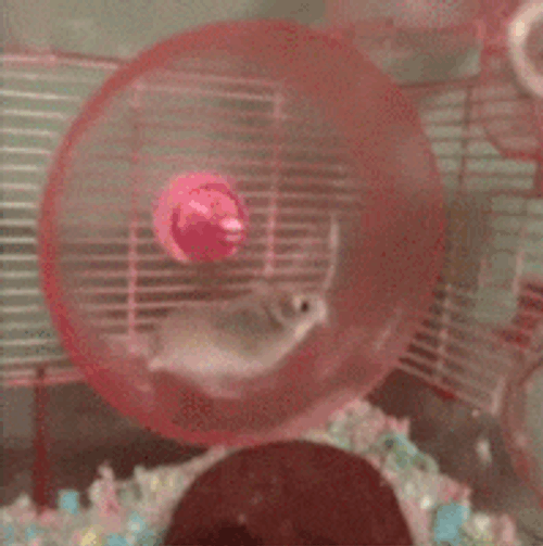 Balthazar Hamster GIF
