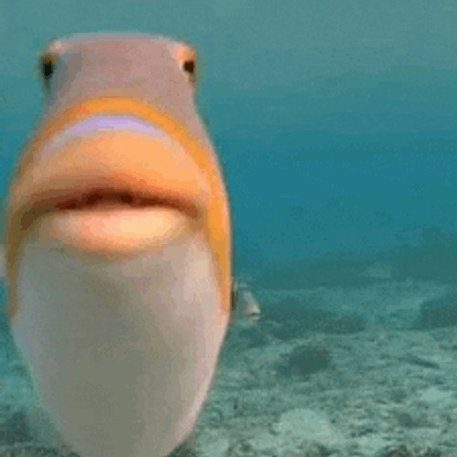 Baluk Meme GIF