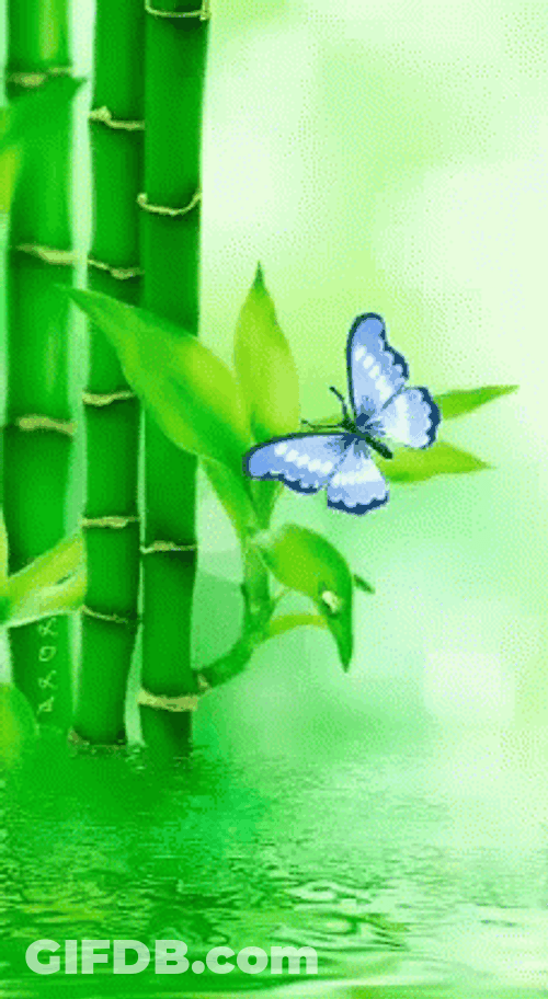 Bamboo Butterfly GIF