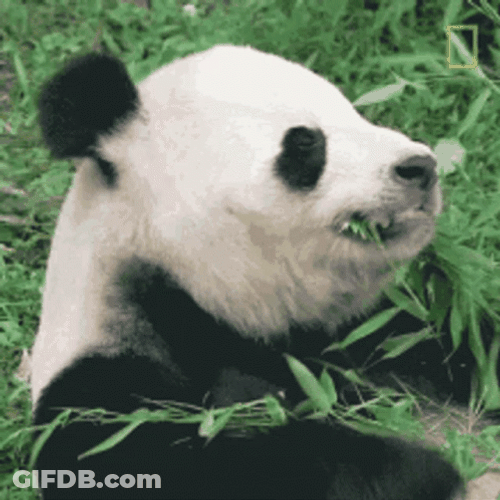 Bamboo Chewing Panda GIF