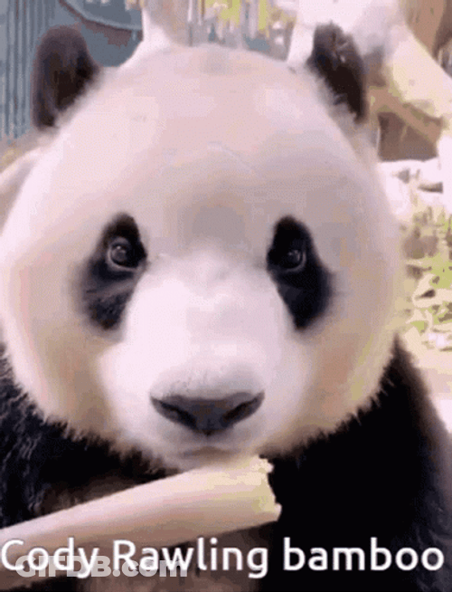Bamboo Cody Rawling GIF