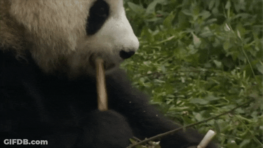 Bamboo Eating Panda Relax GIF