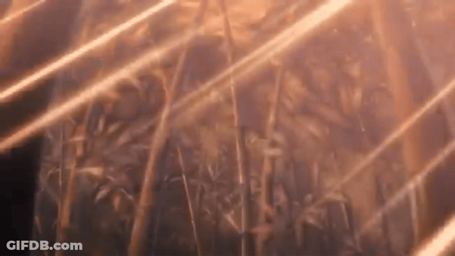 Bamboo Forest Anime GIF