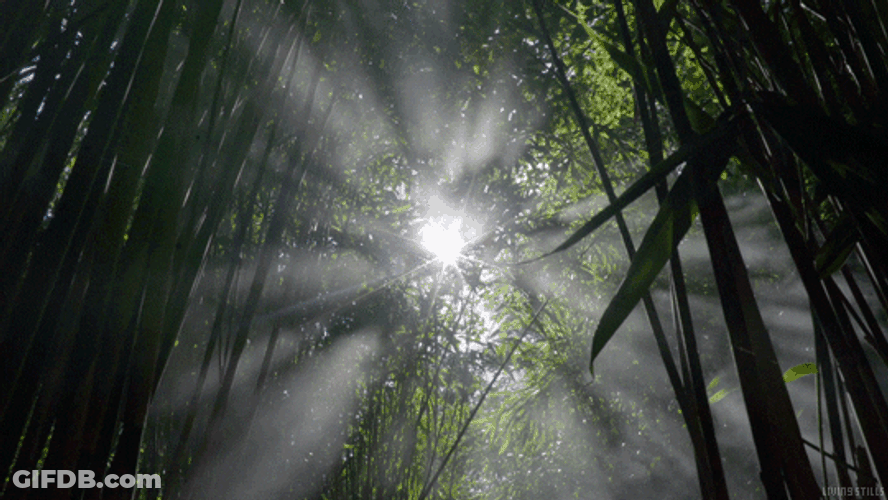 Bamboo Forest Low Angle GIF