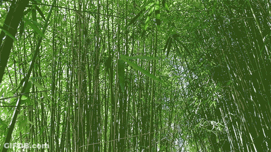 Bamboo Green Forest GIF