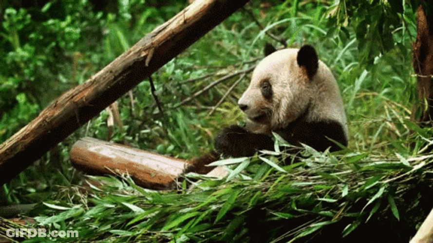 Bamboo Leaves Panda GIF