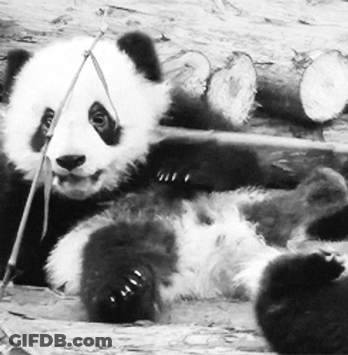 Bamboo Panda GIF