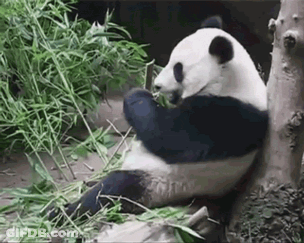 Bamboo Panda Meal GIF