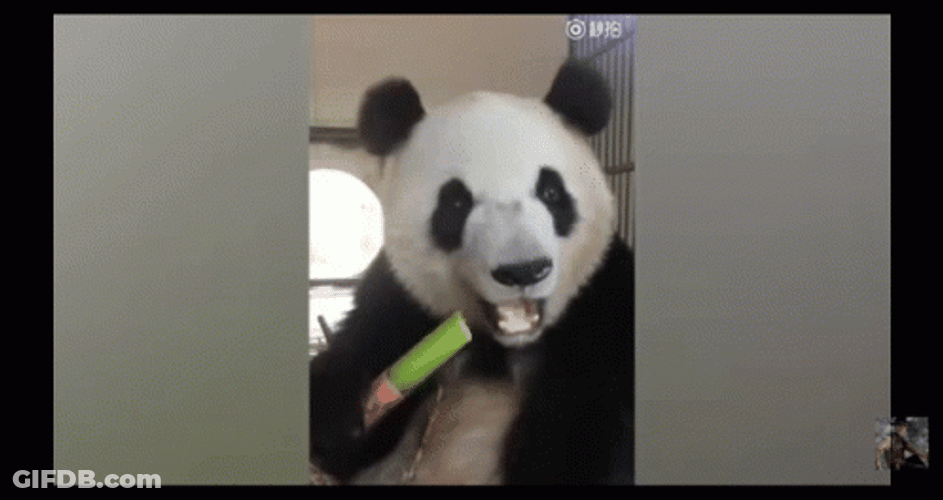 Bamboo Panda Snack GIF