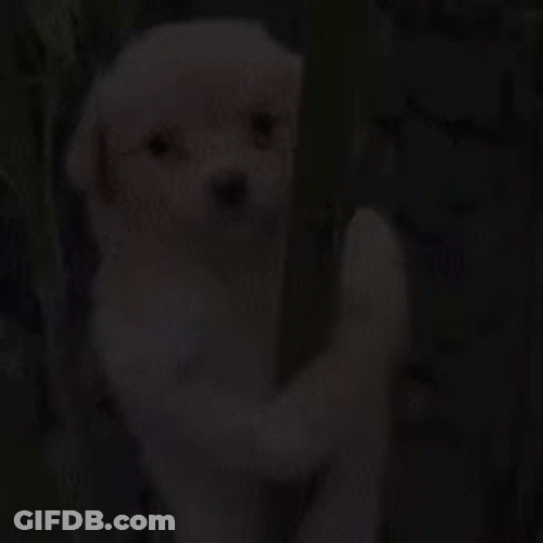 Bamboo Puppy GIF
