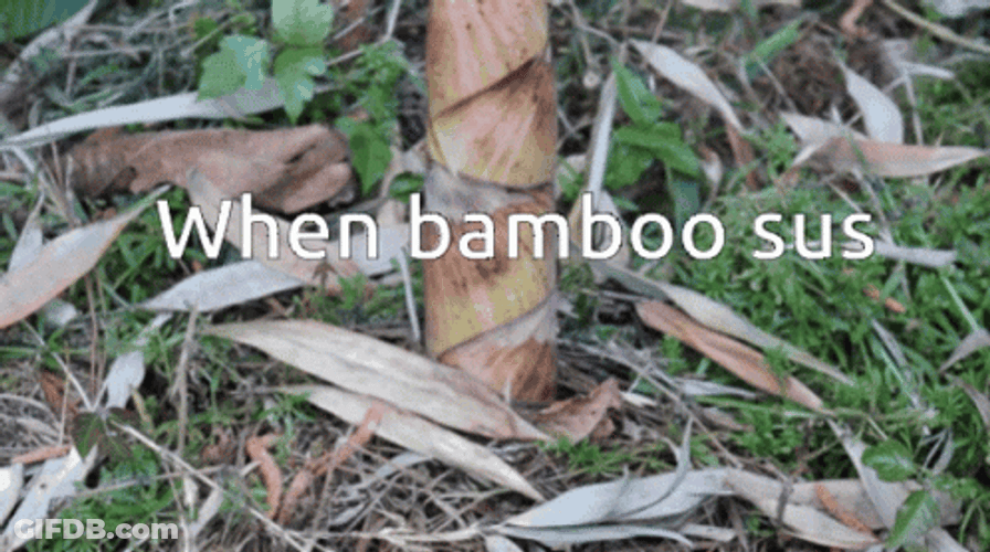 Bamboo Shoot GIF