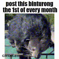 Bamboo Shrew Post This Binturong The 1St Of Every Month GIF