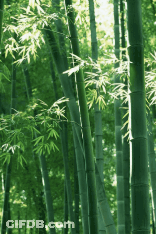Bamboo Trees Leaves GIF