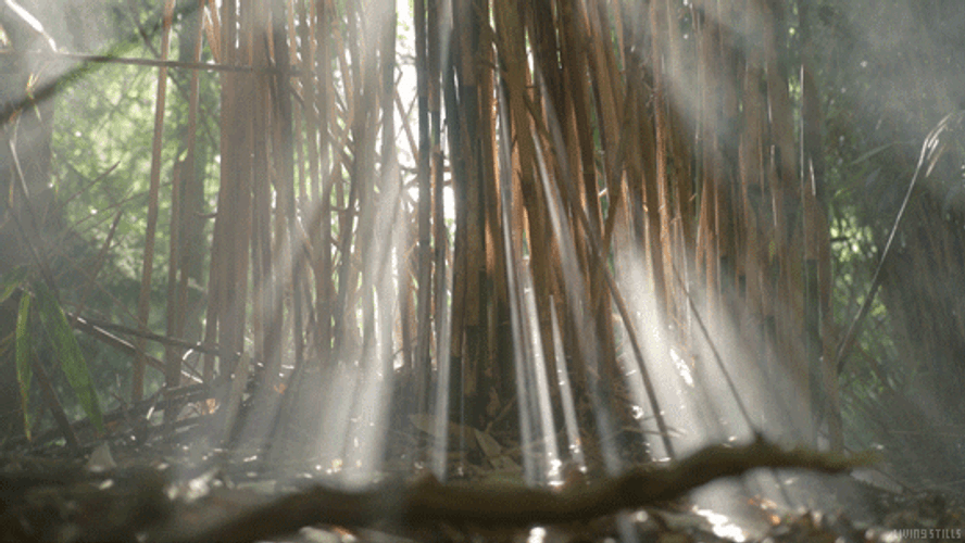 Bamboo Trees Smoke GIF