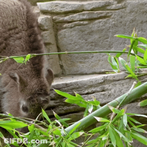 Bamboo Wild Animal GIF