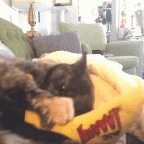 Banana Cat Meme Full Of Aggression Playing GIF