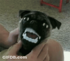 Bandaged Pug Dog Held By Person GIF