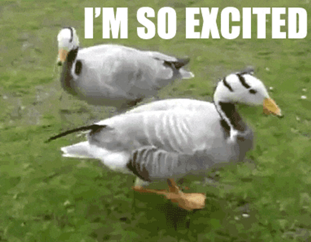 Bar-Headed Goose Is So Excited Meme GIF