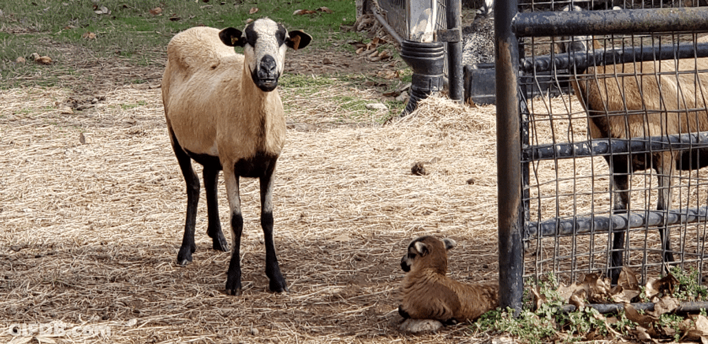Barbados Black Belly Sheep GIF