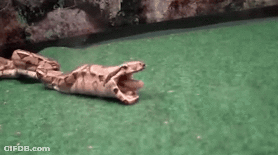 Barf Big Snake Regurgitates Prey GIF