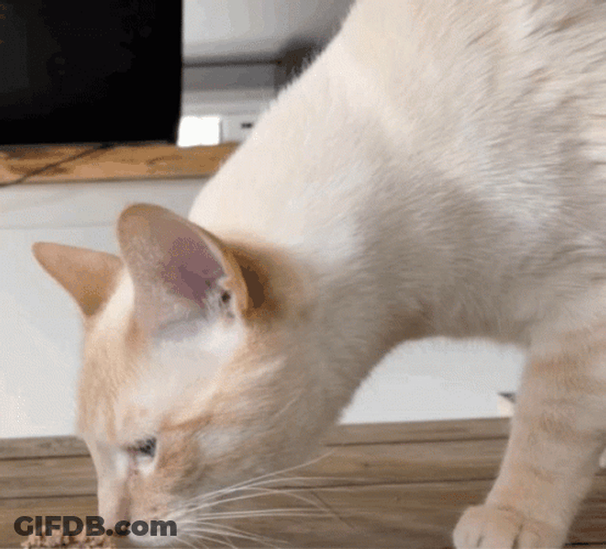 Barf Mischievous Cat Puking GIF