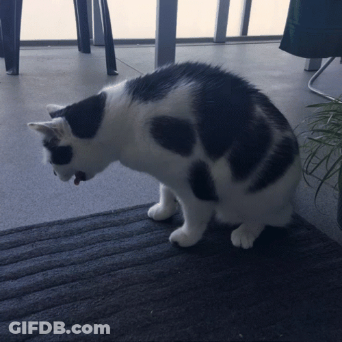 Barf Sick Chubby Cat GIF