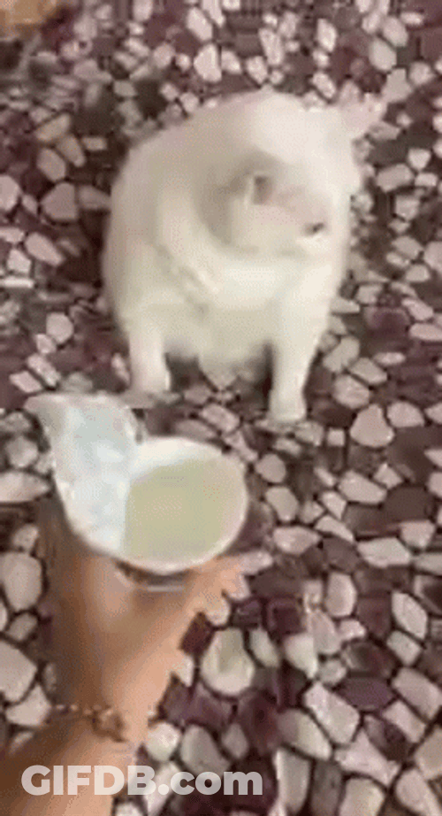 Barf White Cat Throwing Up GIF