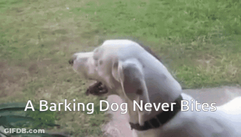 Barking Dog That Never Bites Yawning In Grass GIF