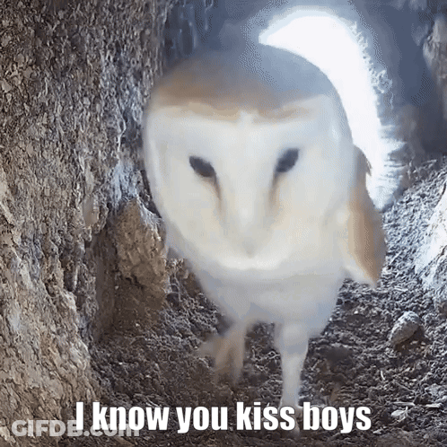 Barn Owl In Cave Says I Know You Kiss Boys GIF