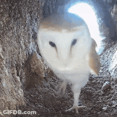 Barn Owl Looking Out Of Hole In Ground GIF
