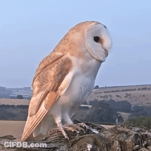 Barn Owl Perched On Tree Branch Looking At Camera GIF