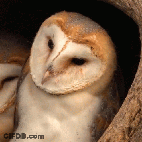 Barn Owl Sitting In Tree Hole GIF