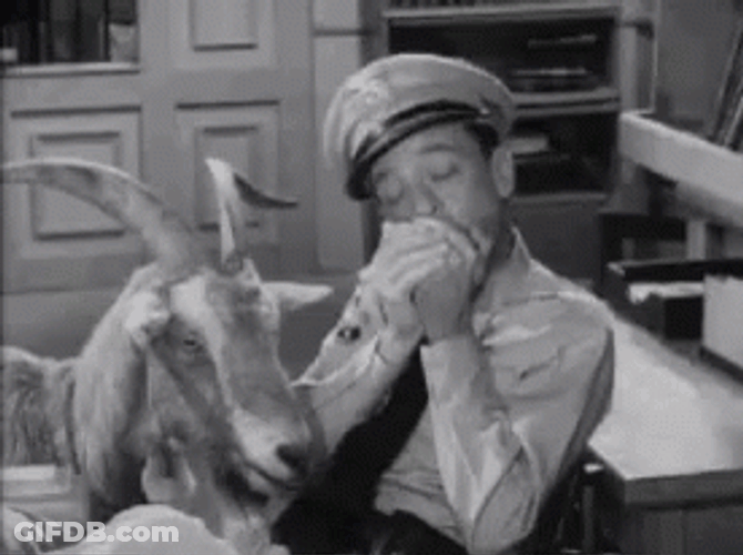 Barney Fife With A Sheep GIF