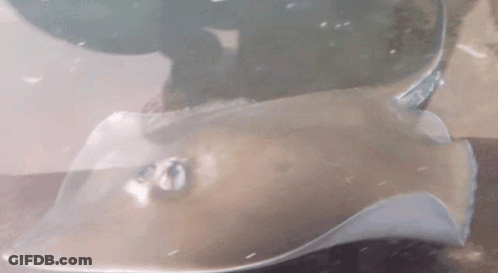 Baseball Cap With Number 40 GIF